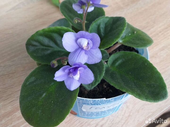 Фиалка цветы растения комнатные