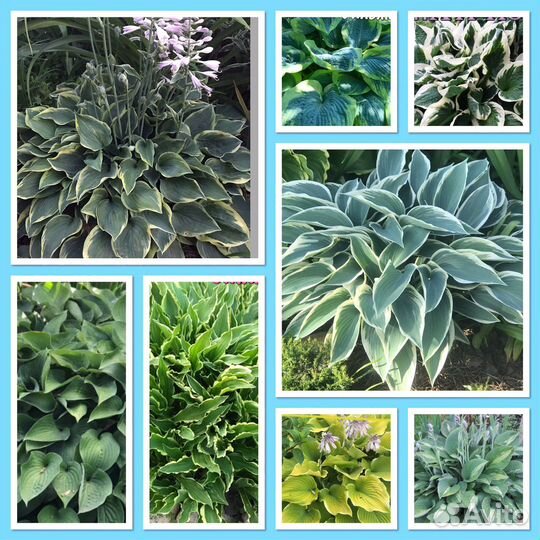 Хосты разных сортов и размеров, есть редкие сорта