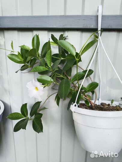 Дипладения белая