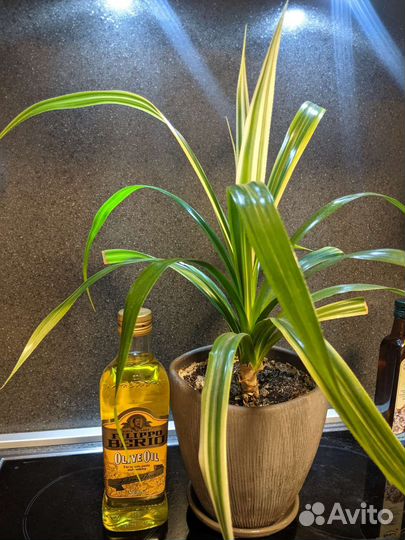 Панданус вариегатный