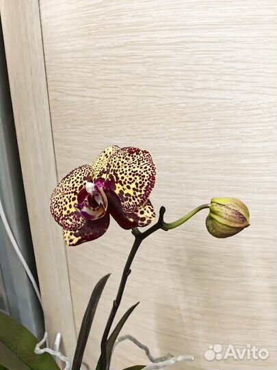 Орхидея Yellow Leopard цветёт