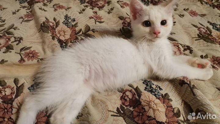 Котенок в добрые ручки