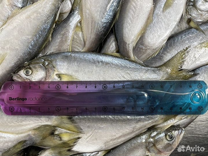 Луфарь Черноморский