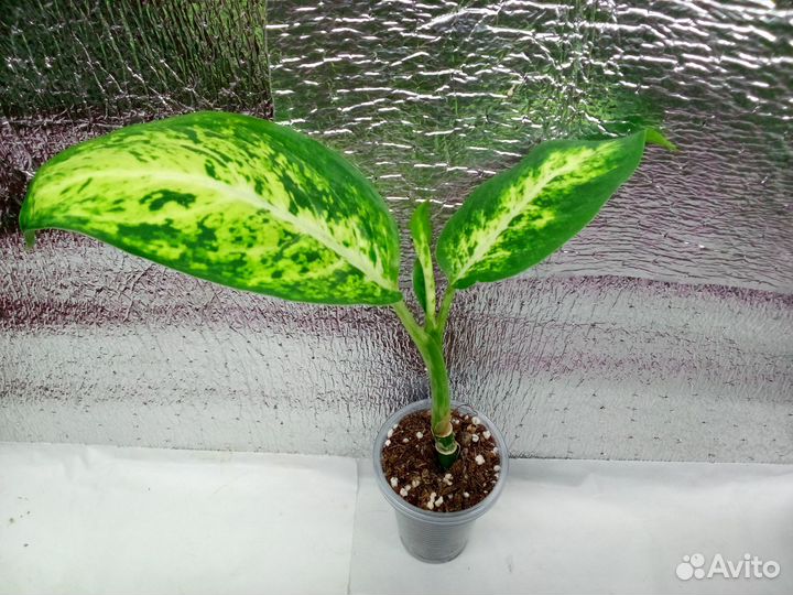 Комнатные цветочки разные