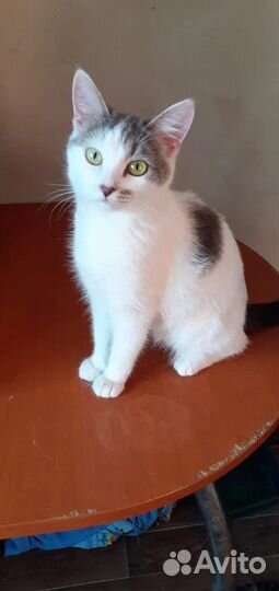 Кошки в дом и добрые руки