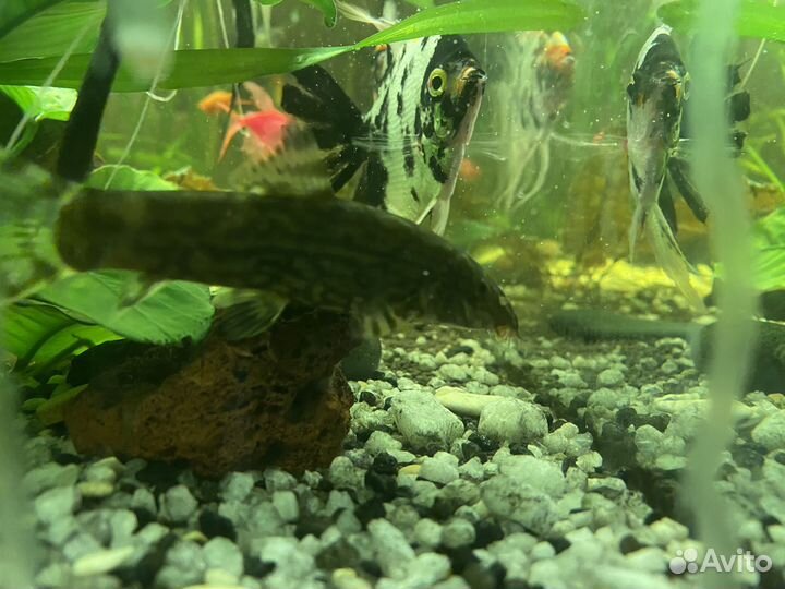 Боция мраморная