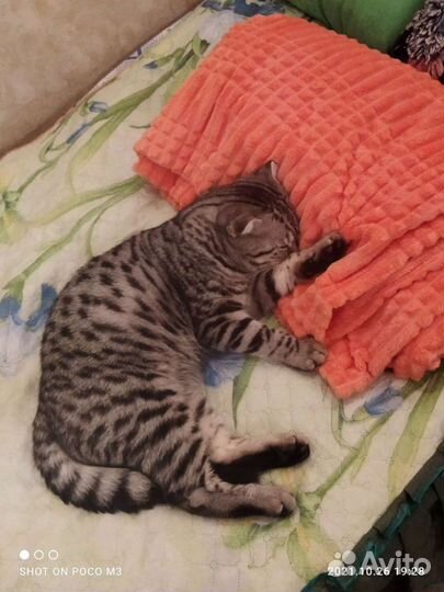 Вязка кота