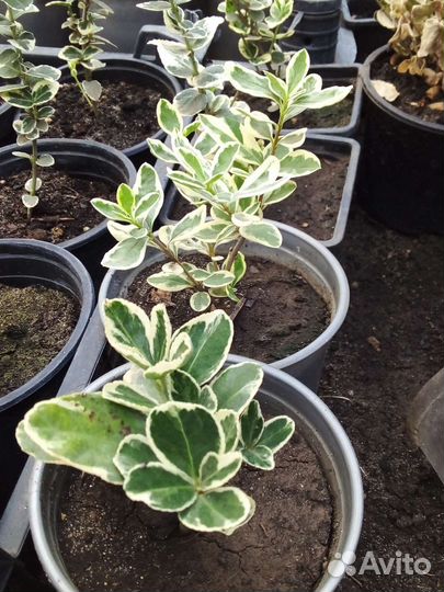 Растения для сада