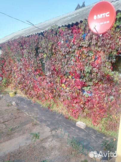 Виноград девичий