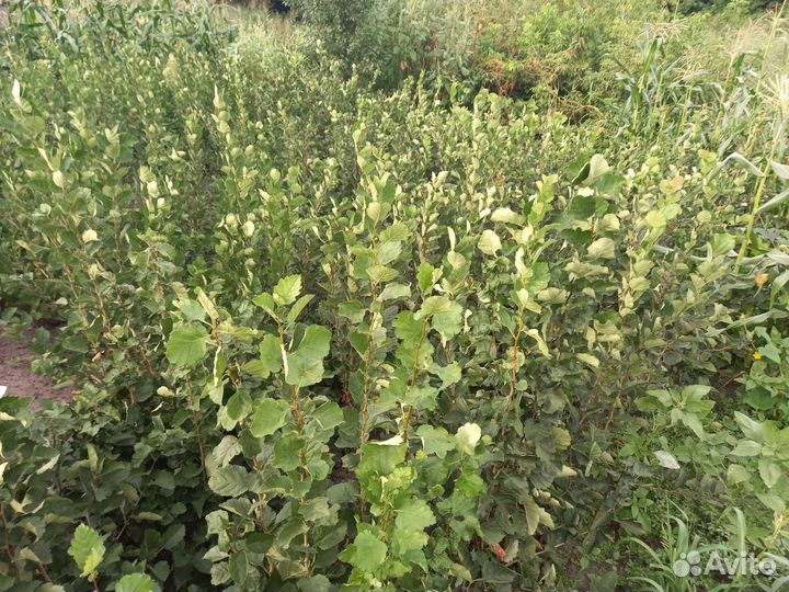 Саженцы боярышника