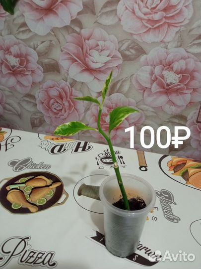 Педилантус
