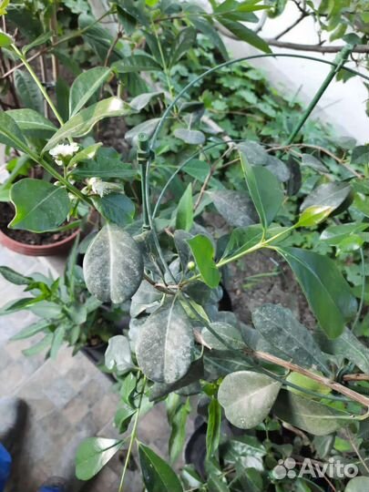 Гуаявы Земляничная, Лесная. Кумкват