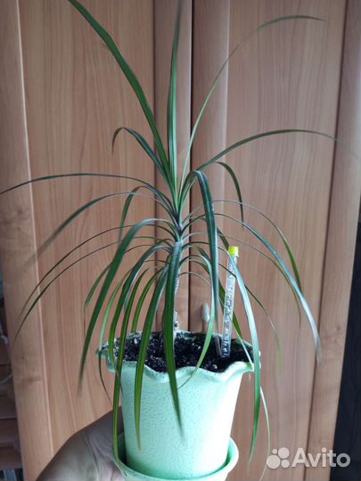 Драцена, замиокулькас