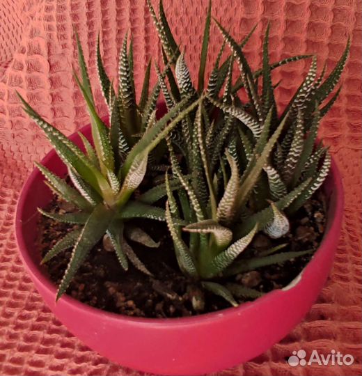 Суккуленты разные