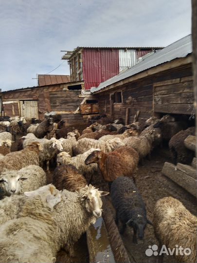 Продам овец
