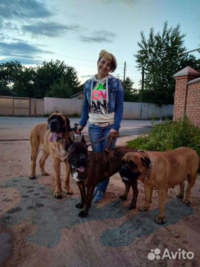 Услуги выгула собак