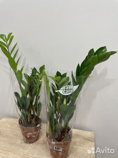 Комнатные растения. Доставка бесплатно