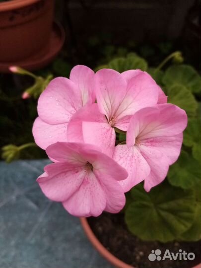 Пеларгония герань