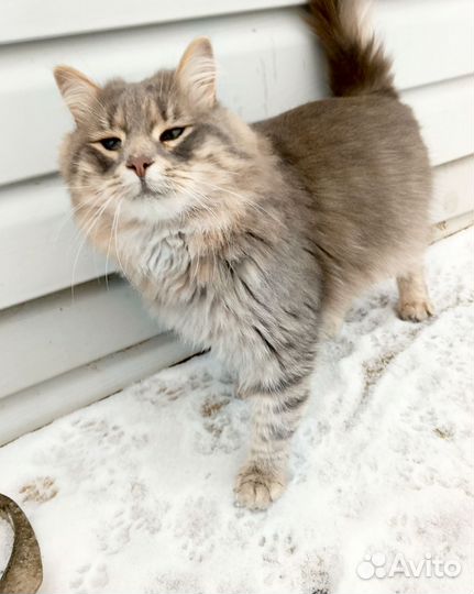 Котик Серый