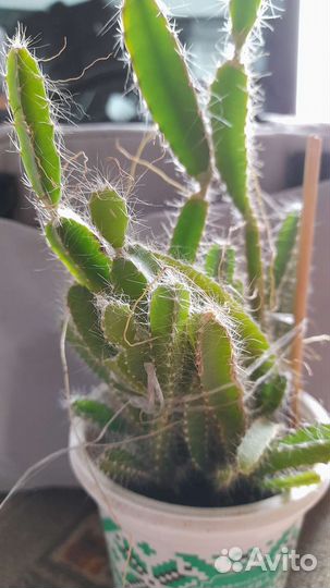 Питахайя, драконий фрукт трёхлетка