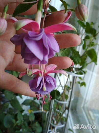 Фуксии, колумнея и др. горшечка