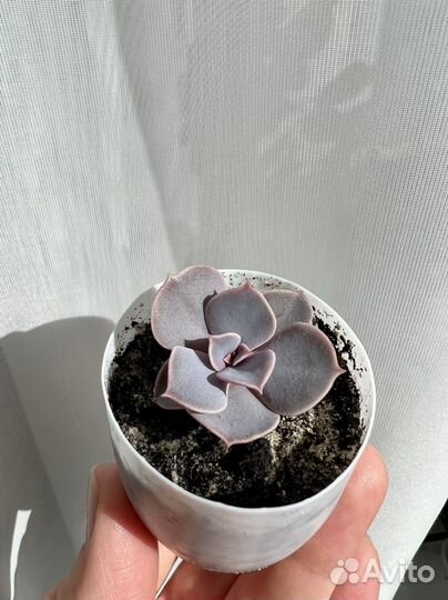 Эхеверия Жемчужина Нюрнберга