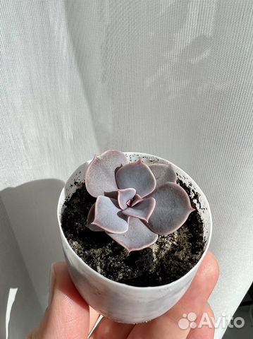 Эхеверия Жемчужина Нюрнберга