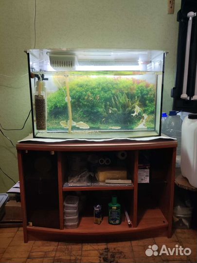 Аквариум Gold fish телевизор 120