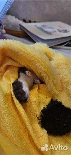 Ласка ручная