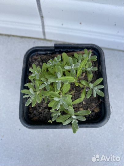 Лаванда зимостойкая Манстед 