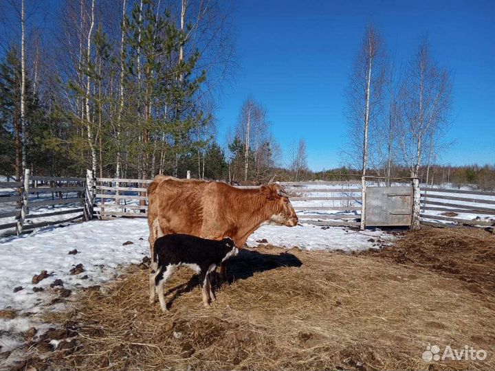 Молоко коровье