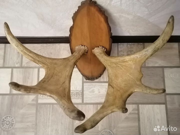 Рога лося на стену
