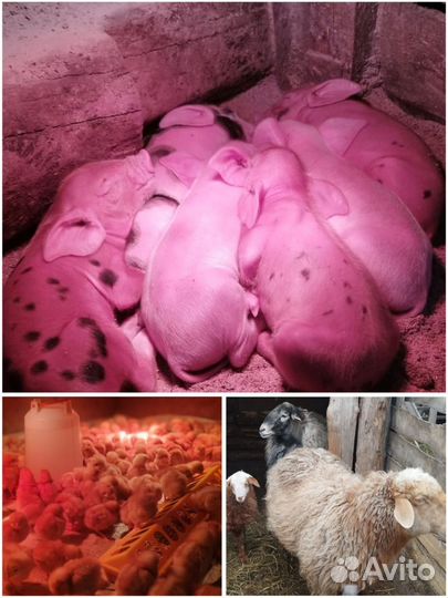 Рабочий на ферму