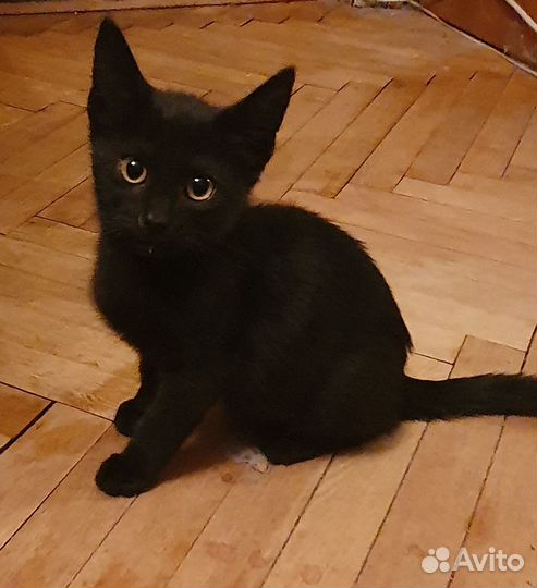 Котята в добрые руки даром