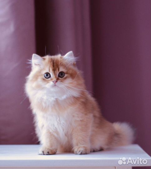 Британский котенок. Длинношерстный мальчик