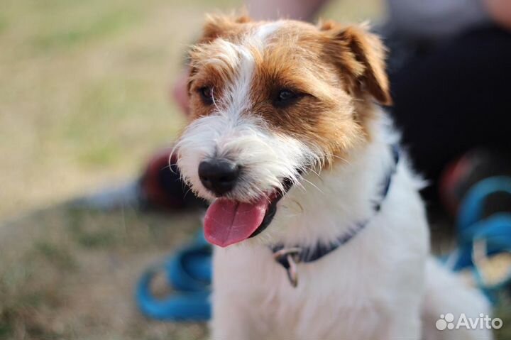 Джек Рассел терьер вязка