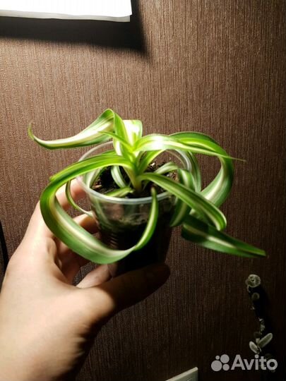 Клеродендрум вариегатный/Хлорофитум бонни/аихризон