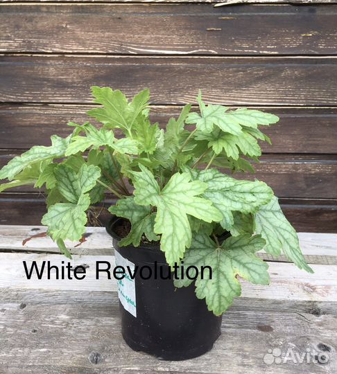 Многолетние растения для сада