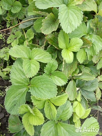 Рассада виктории