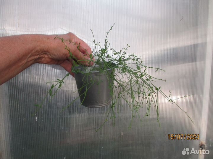 Карисса вариегатная -соландра-и др