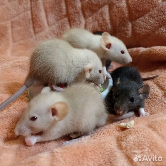 Крысята дамбо