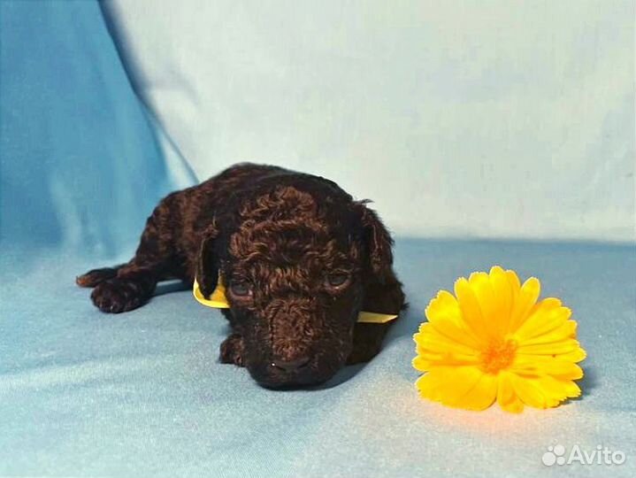 Карликовый пудель девочка