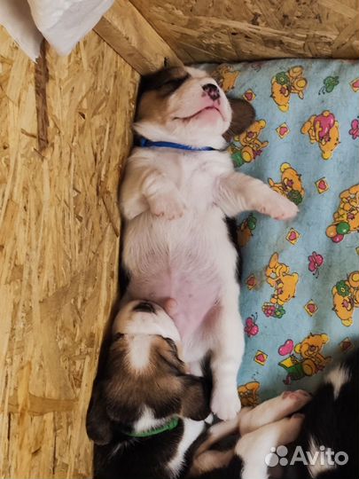 Щенки бигль