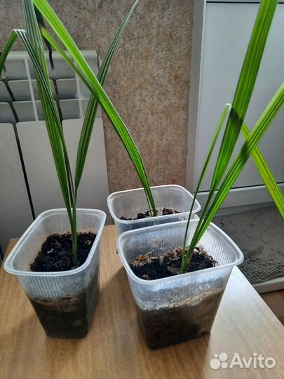 Пальма финиковая