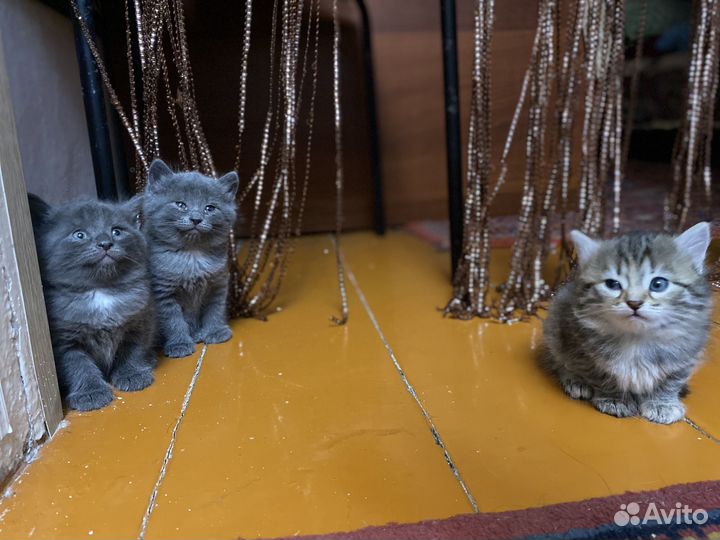 Британские котята