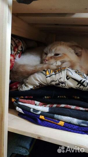 Шотландский кот в добрые руки