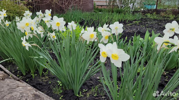 Луковицы нарциссов, тюльпанов, лука многоярусного