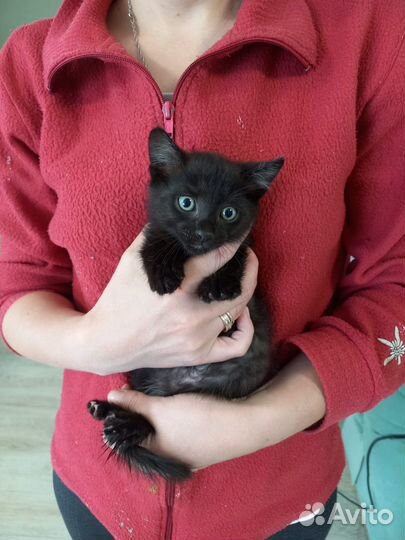 Котята даром