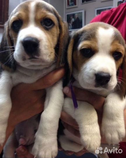 Щенки бигль