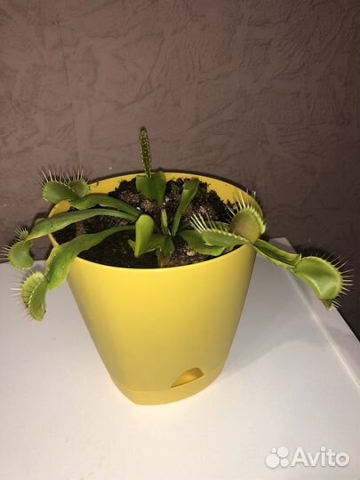 Венерина мухоловка цветок